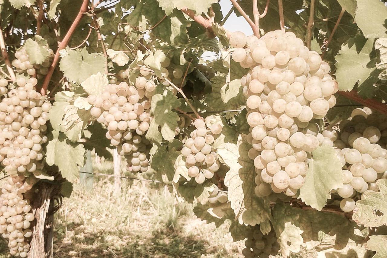 Ferienwohnung Am Weingut Eisenbock Strass  Exterior foto
